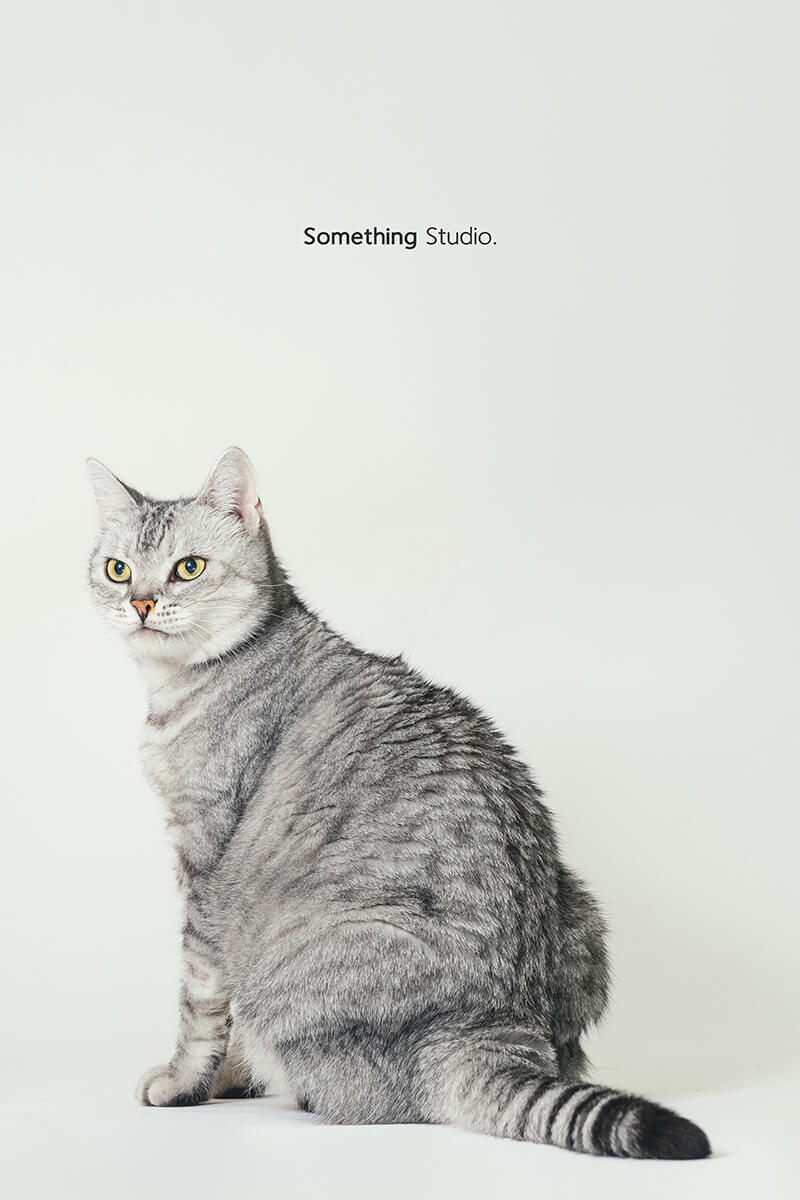 三牲工作室 ,somethingstudio,寵物,寵物攝影,寵物肖像,三牲,something,寵物,寫真,攝影,寫真,攝影工作室,cat,貓寵物攝影,美短,貓咪