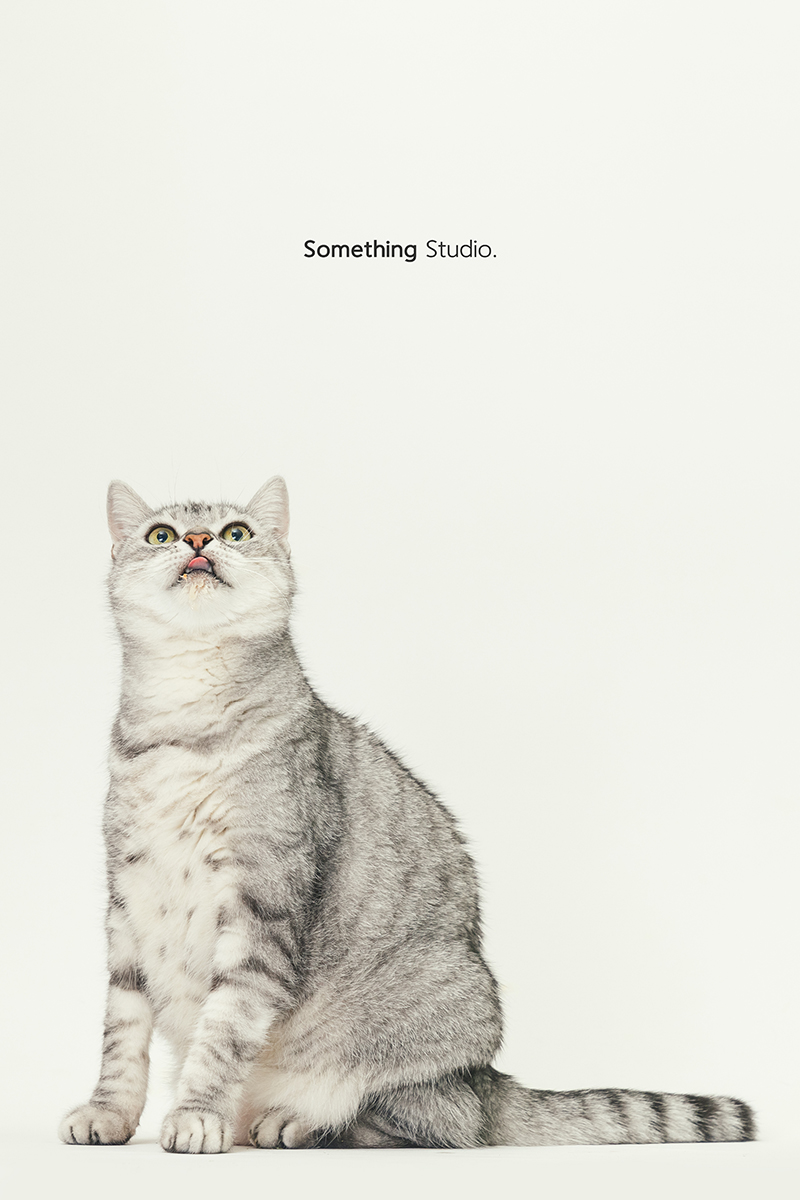 三牲工作室 ,somethingstudio,寵物,寵物攝影,寵物肖像,三牲,something,寵物,寫真,攝影,寫真,攝影工作室,cat,貓寵物攝影,美短,貓咪