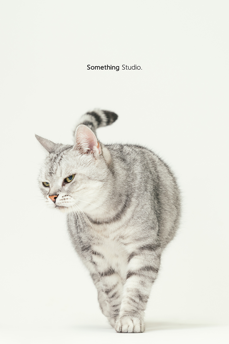 三牲工作室 ,somethingstudio,寵物,寵物攝影,寵物肖像,三牲,something,寵物,寫真,攝影,寫真,攝影工作室,cat,貓寵物攝影,美短,貓咪