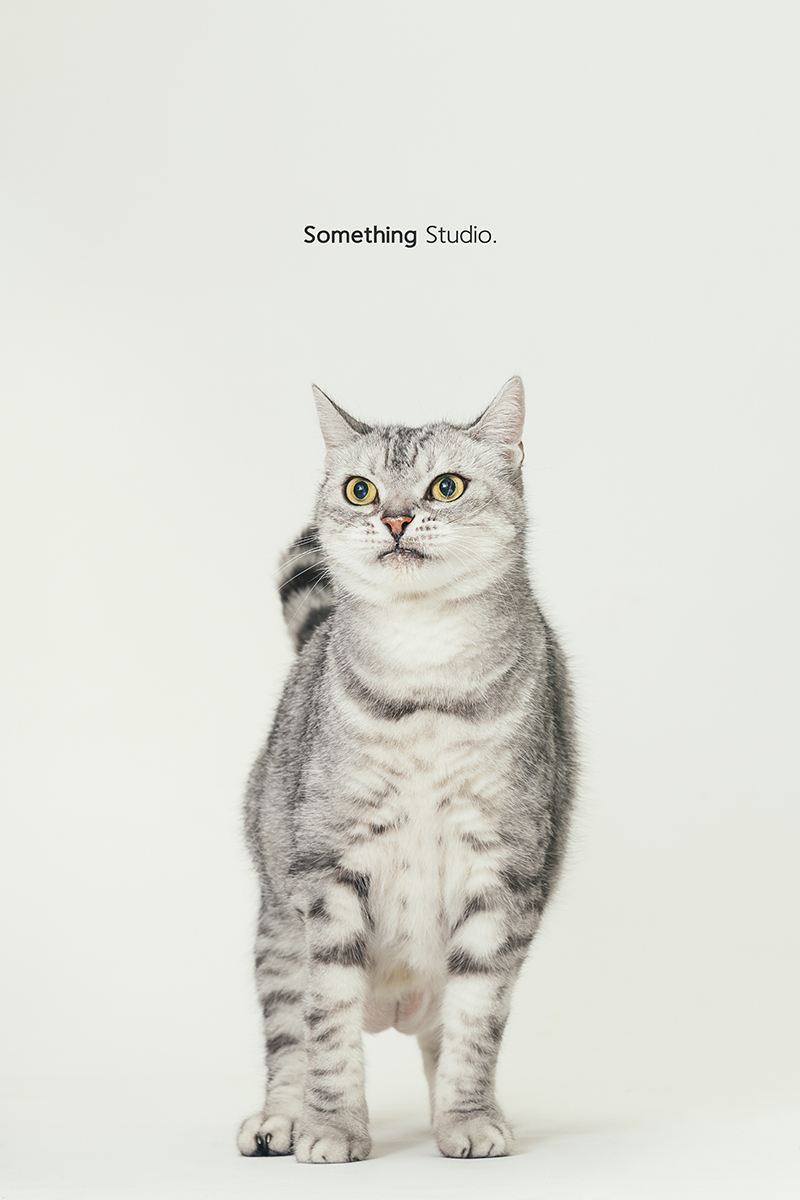 三牲工作室 ,somethingstudio,寵物,寵物攝影,寵物肖像,三牲,something,寵物,寫真,攝影,寫真,攝影工作室,cat,貓寵物攝影,美短,貓咪