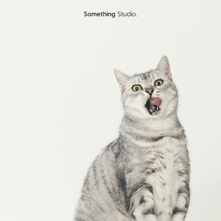 三牲工作室 ,somethingstudio,寵物,寵物攝影,寵物肖像,三牲,something,寵物,寫真,攝影,寫真,攝影工作室,cat,貓寵物攝影,美短,貓咪