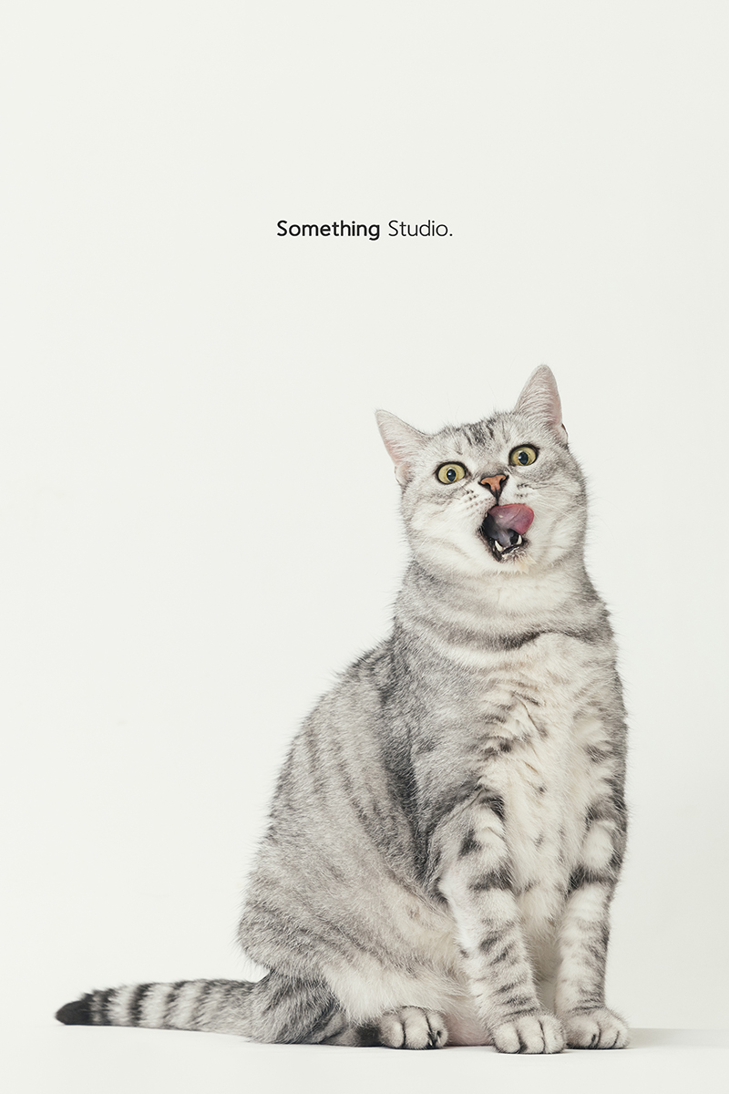 三牲工作室 ,somethingstudio,寵物,寵物攝影,寵物肖像,三牲,something,寵物,寫真,攝影,寫真,攝影工作室,cat,貓寵物攝影,美短,貓咪