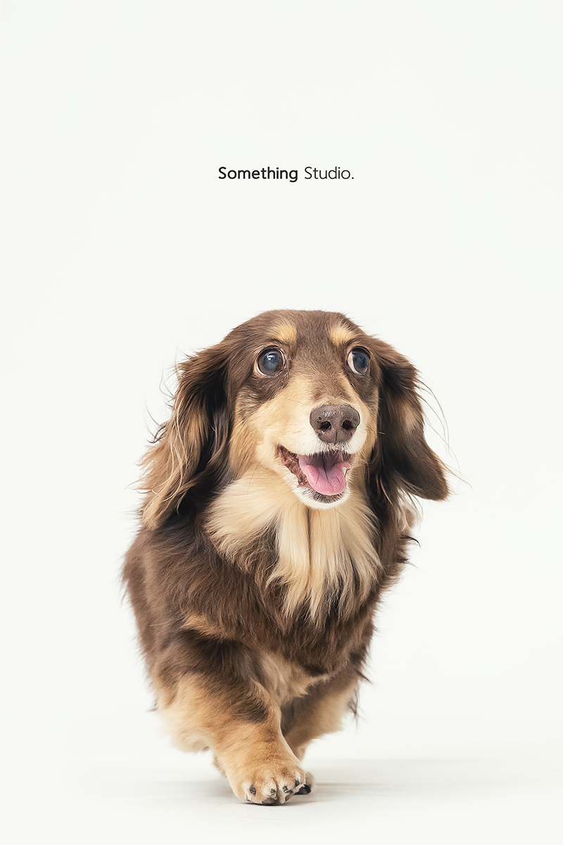 長毛臘腸,寵物攝影,狗狗攝影,寵物全家福,三牲工作室,somethingstudio,寵物寫真,pet,petphotography,小型犬,臘腸狗
