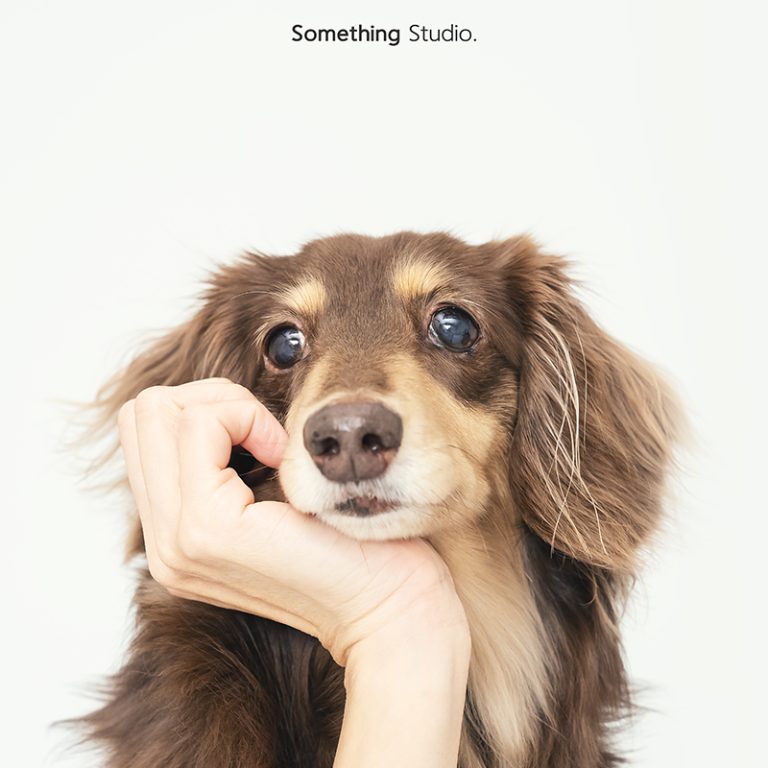 長毛臘腸,寵物攝影,狗狗攝影,寵物全家福,三牲工作室,somethingstudio,寵物寫真,pet,petphotography,小型犬,臘腸狗