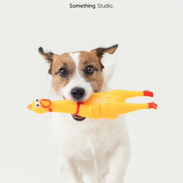三牲工作室 ,somethingstudio,寵物,寵物攝影,寵物肖像,三牲,something,寵物,寫真,攝影,寫真,攝影工作室,傑克羅素,狗狗,梗犬寵物攝影,梗犬,小型犬