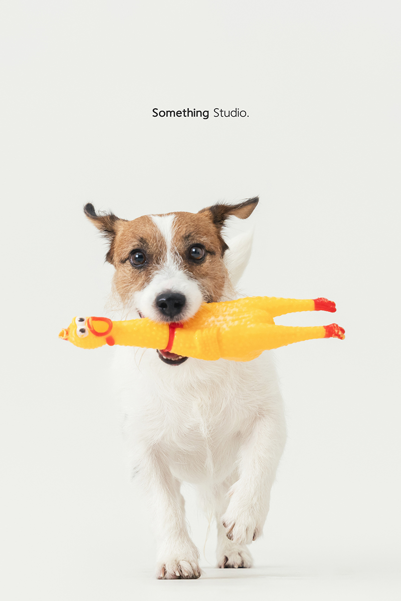 三牲工作室 ,somethingstudio,寵物,寵物攝影,寵物肖像,三牲,something,寵物,寫真,攝影,寫真,攝影工作室,傑克羅素,狗狗,梗犬寵物攝影,梗犬,小型犬