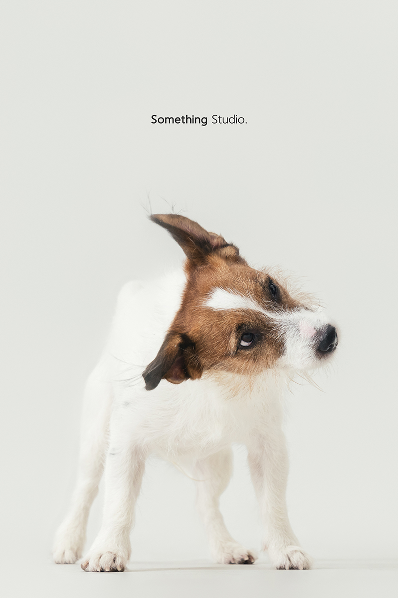 三牲工作室 ,somethingstudio,寵物,寵物攝影,寵物肖像,三牲,something,寵物,寫真,攝影,寫真,攝影工作室,傑克羅素,狗狗,梗犬寵物攝影,梗犬,小型犬