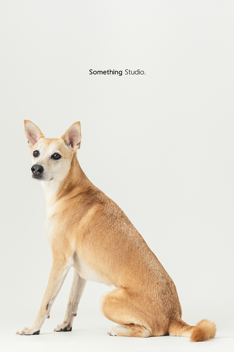 三牲工作室 ,somethingstudio,寵物,寵物攝影,寵物肖像,三牲,something,寵物,寫真,攝影,寫真,攝影工作室,米克斯,狗狗,米克斯寵物攝影,棕色狗,白色狗