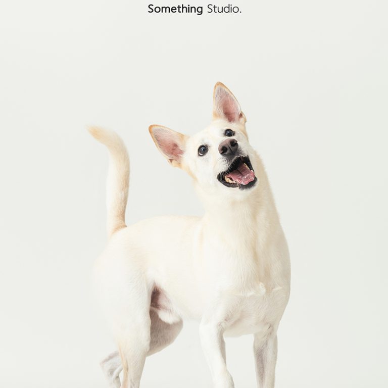 三牲工作室 ,somethingstudio,寵物,寵物攝影,寵物肖像,三牲,something,寵物,寫真,攝影,寫真,攝影工作室,米克斯,狗狗,米克斯寵物攝影,棕色狗,白色狗