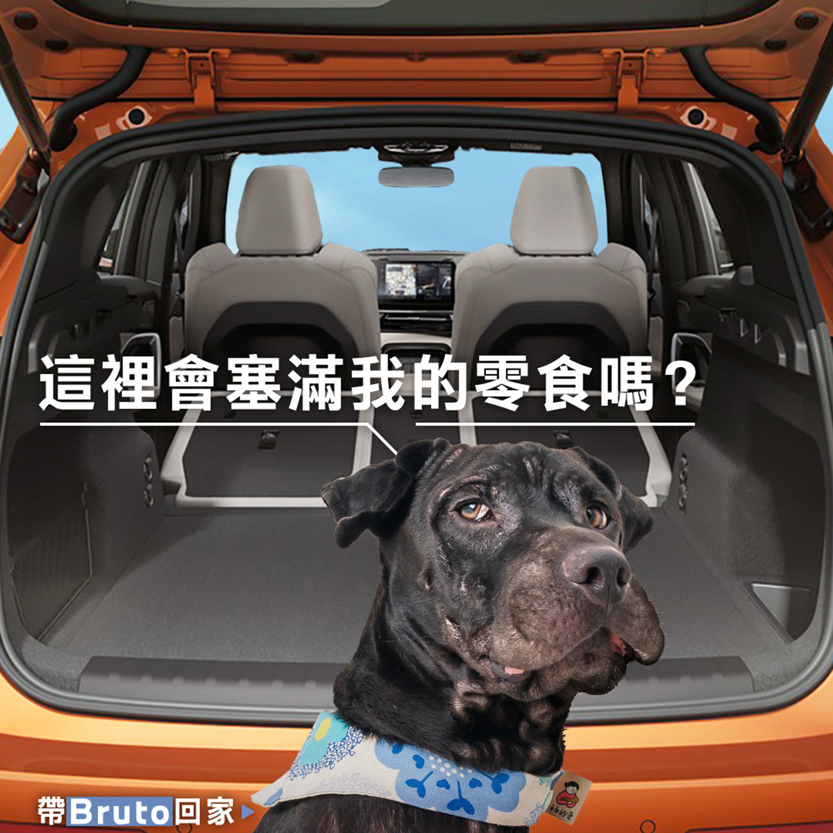 BMWX1,BMW休旅車,BMW商業攝影,somethingstudio,三牲工作室,寵物攝影,商業攝影,貓狗商設