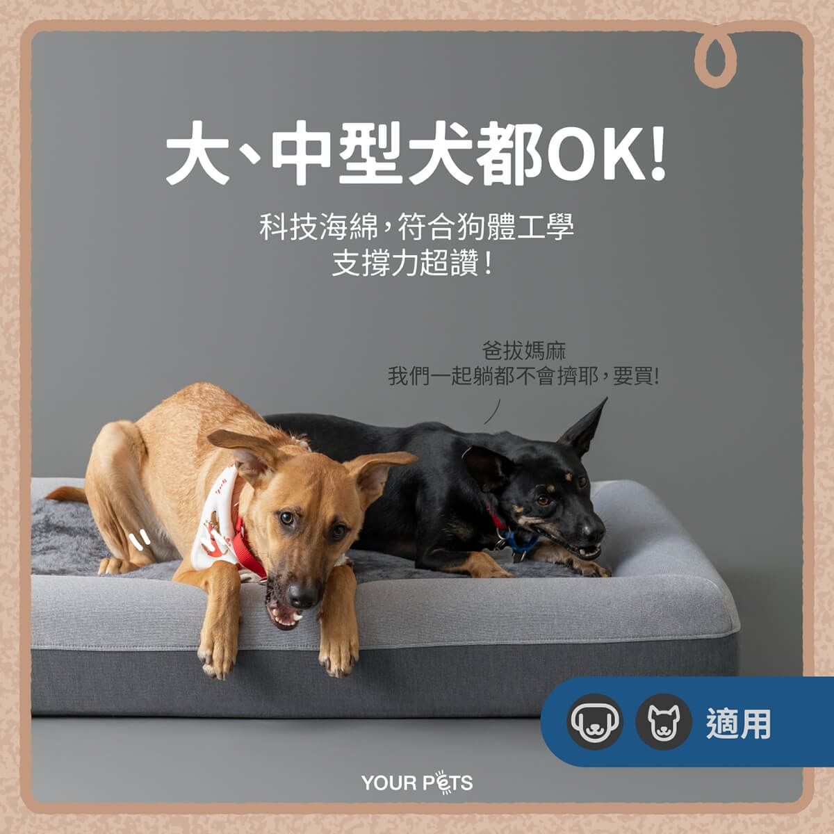 優寵物,商業攝影,Pedro商品照,形象照,something studio,三牲工作室,寵物商業寫真,形象寫真,寵物床
