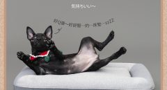 優寵物,商業攝影,Pedro商品照,形象照,something studio,三牲工作室,寵物商業寫真,形象寫真,寵物床
