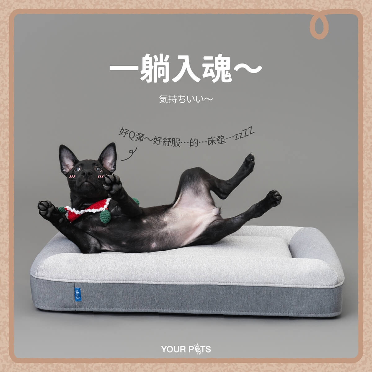 優寵物,商業攝影,Pedro商品照,形象照,something studio,三牲工作室,寵物商業寫真,形象寫真,寵物床