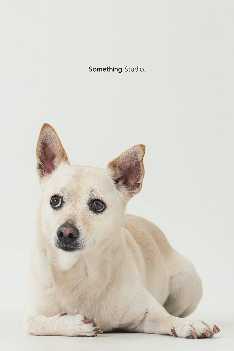 三牲工作室 ,somethingstudio,寵物,寵物攝影,寵物肖像,三牲,something,寵物,寫真,攝影,寫真,攝影工作室,米克斯,狗狗,米克斯寵物攝影,白色狗