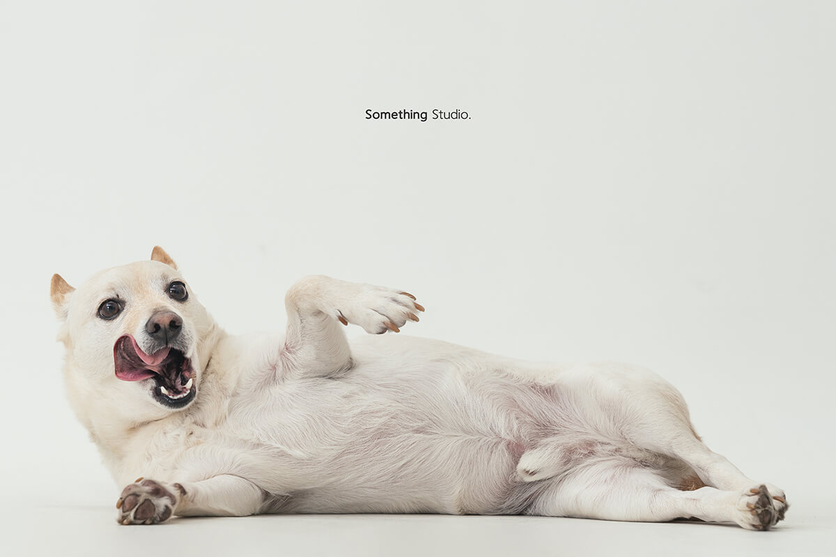 三牲工作室 ,somethingstudio,寵物,寵物攝影,寵物肖像,三牲,something,寵物,寫真,攝影,寫真,攝影工作室,米克斯,狗狗,米克斯寵物攝影,白色狗