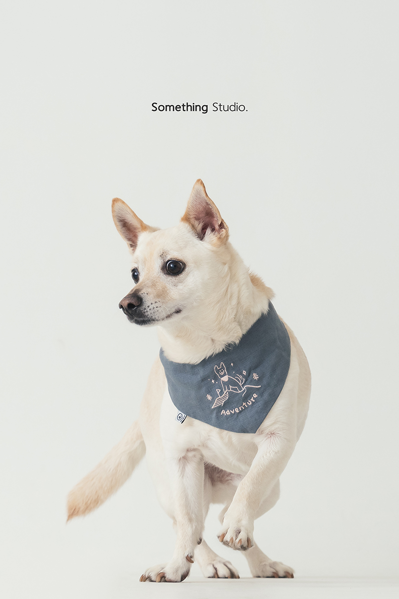 三牲工作室 ,somethingstudio,寵物,寵物攝影,寵物肖像,三牲,something,寵物,寫真,攝影,寫真,攝影工作室,米克斯,狗狗,米克斯寵物攝影,白色狗