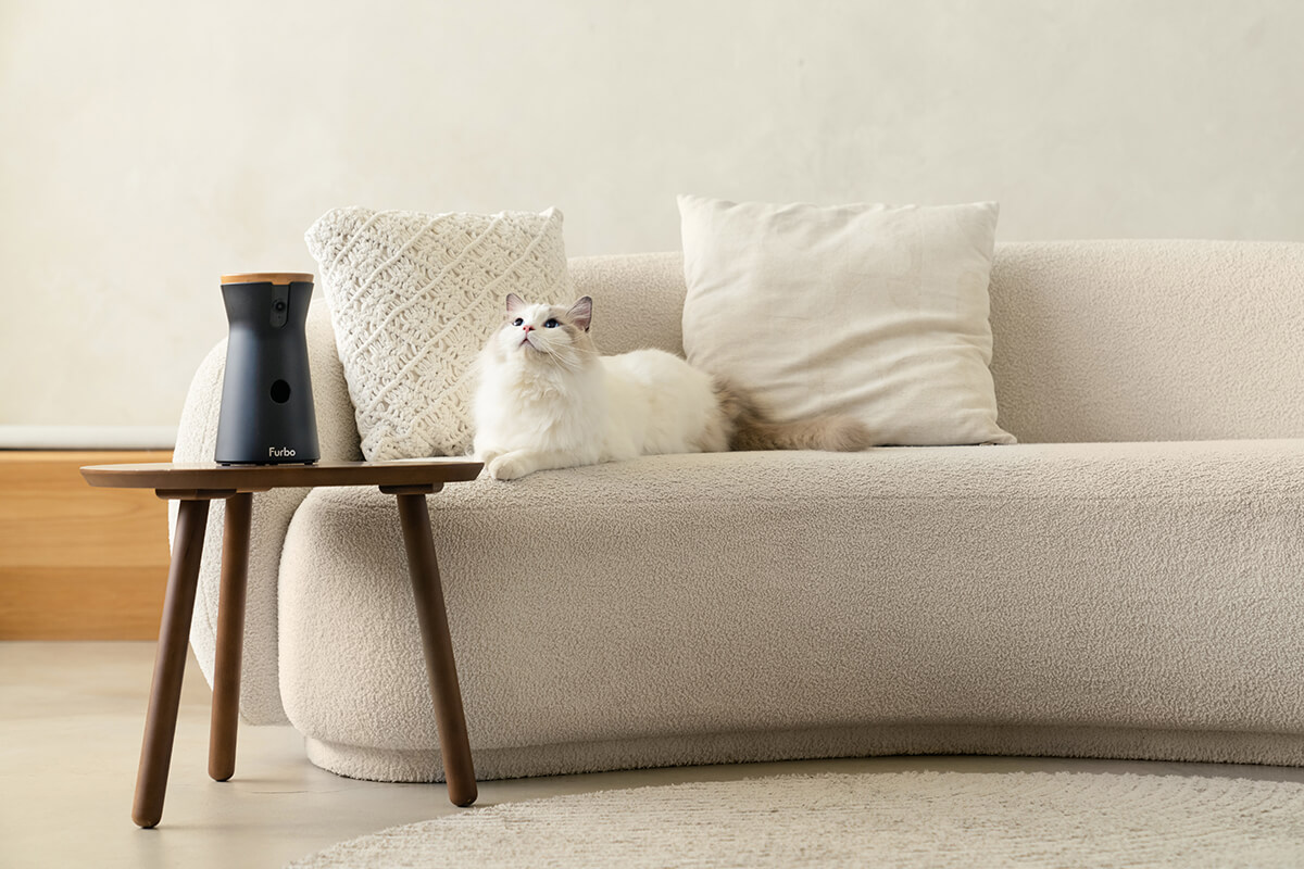 三牲工作室,寵物商業攝影,形象照,somthingstudio,寵物用品,沙發,貓咪,furbo,貓咪攝影機