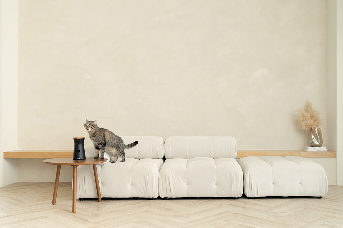 三牲工作室,寵物商業攝影,形象照,somthingstudio,寵物用品,沙發,貓咪,furbo,貓咪攝影機