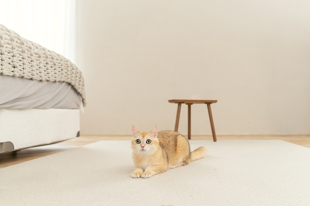 三牲工作室,寵物商業攝影,形象照,somthingstudio,寵物用品,沙發,貓咪,furbo,貓咪攝影機