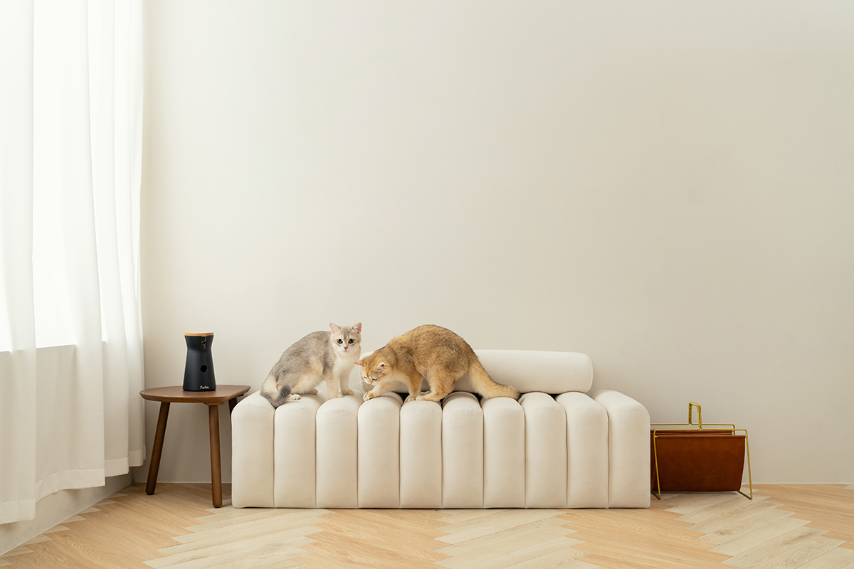 三牲工作室,寵物商業攝影,形象照,somthingstudio,寵物用品,沙發,貓咪,furbo,貓咪攝影機