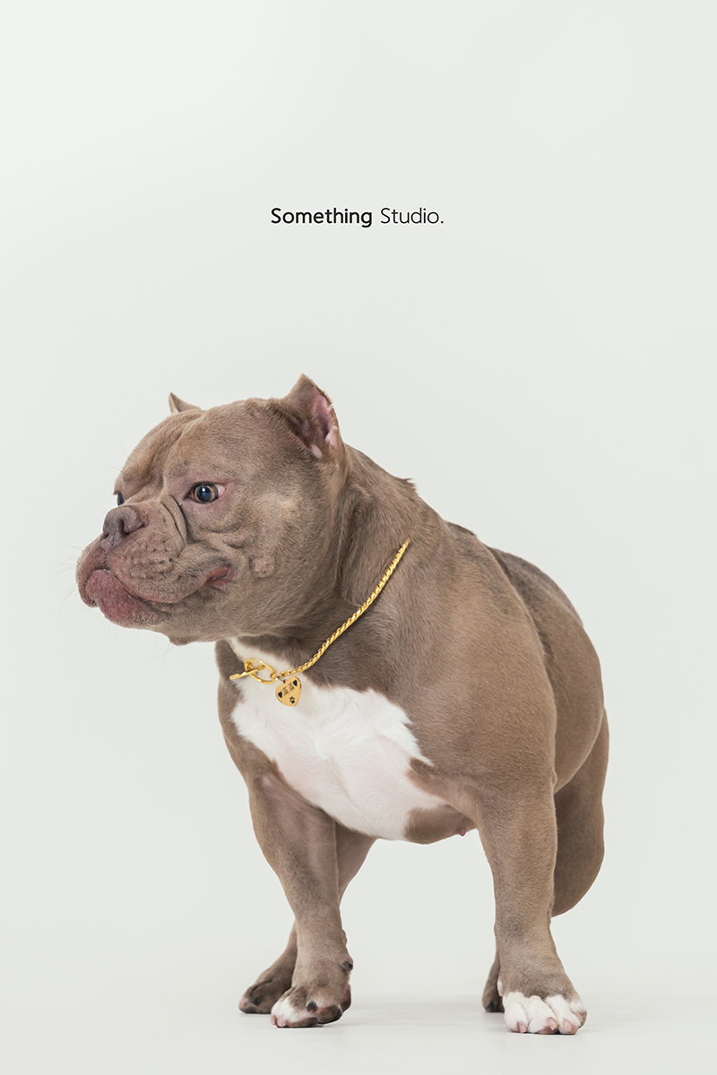 三牲工作室 ,somethingstudio,寵物,寵物攝影,寵物肖像,三牲,something,寵物,寫真,攝影,寫真,攝影工作室,惡霸,狗狗,寵物攝影,小型犬