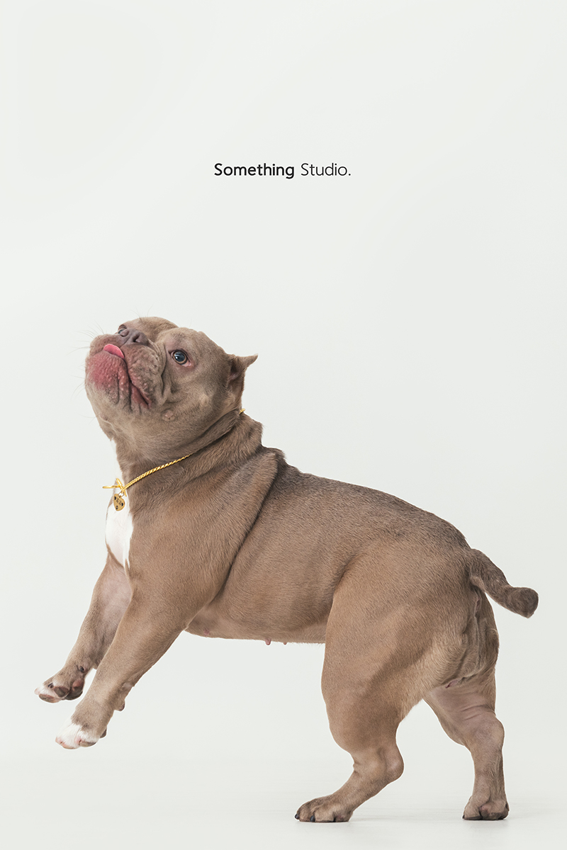 三牲工作室 ,somethingstudio,寵物,寵物攝影,寵物肖像,三牲,something,寵物,寫真,攝影,寫真,攝影工作室,惡霸,狗狗,寵物攝影,小型犬