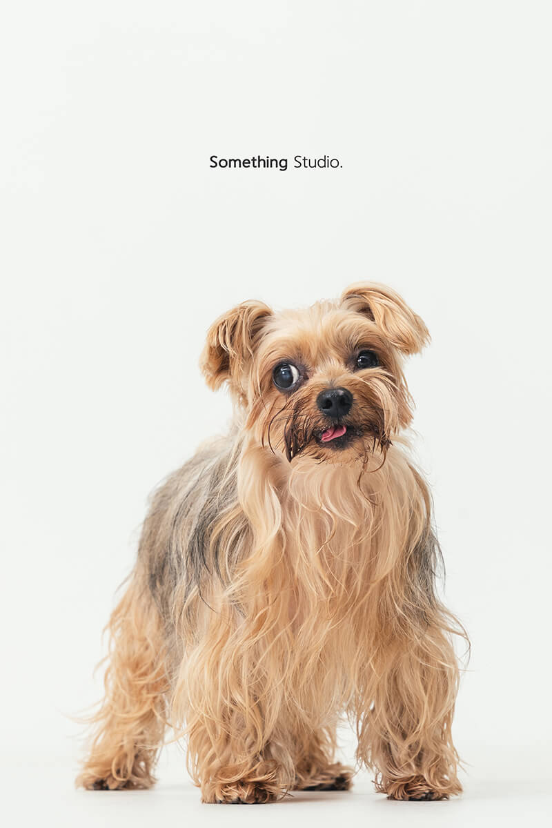 三牲工作室 ,somethingstudio,寵物,寵物攝影,寵物肖像,三牲,something,寵物,寫真,攝影,寫真,攝影工作室,約克夏,狗狗,梗犬寵物攝影,梗犬,小型犬