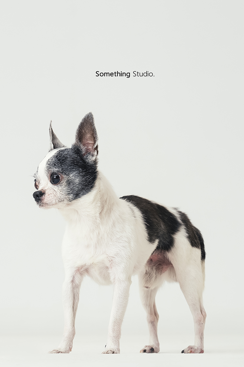 三牲工作室 ,somethingstudio,寵物,寵物攝影,寵物肖像,三牲,something,寵物,寫真,攝影,寫真,攝影工作室,狗狗,犬,小型犬,Chihuahua,吉娃娃