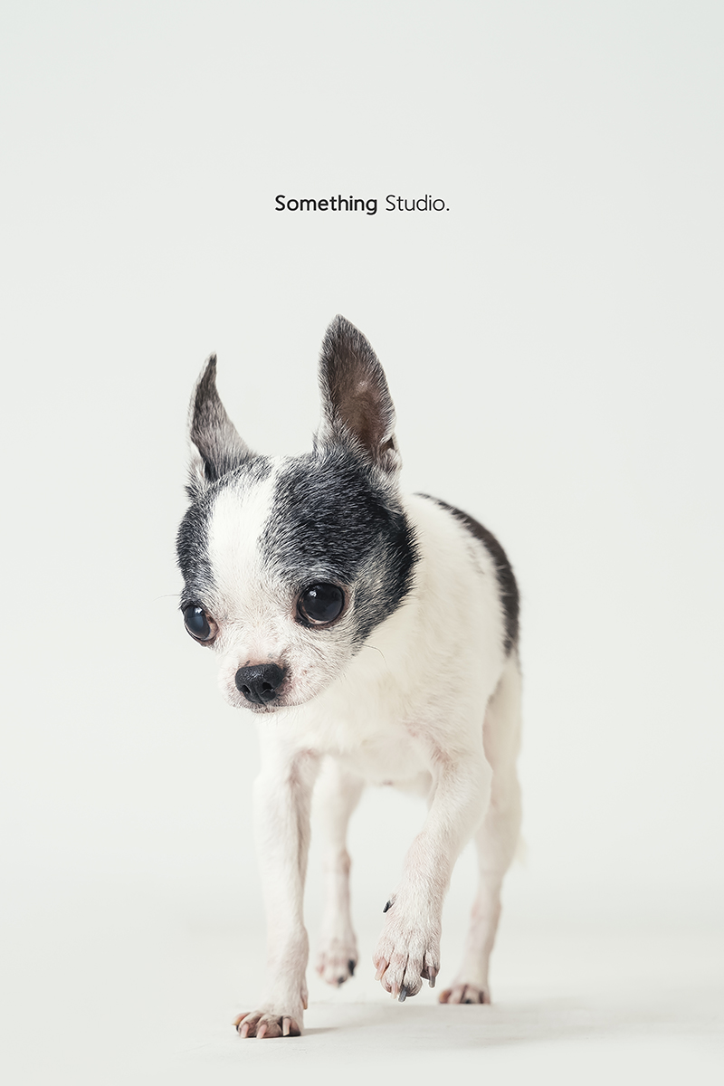 三牲工作室 ,somethingstudio,寵物,寵物攝影,寵物肖像,三牲,something,寵物,寫真,攝影,寫真,攝影工作室,狗狗,犬,小型犬,Chihuahua,吉娃娃