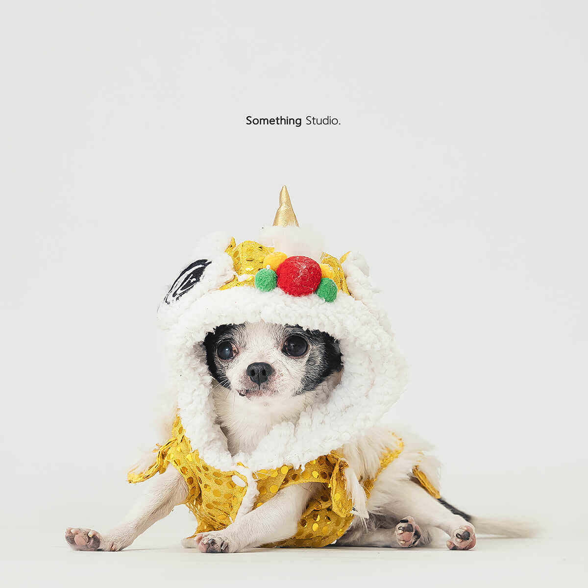 三牲工作室 ,somethingstudio,寵物,寵物攝影,寵物肖像,三牲,something,寵物,寫真,攝影,寫真,攝影工作室,狗狗,犬,小型犬,Chihuahua,吉娃娃