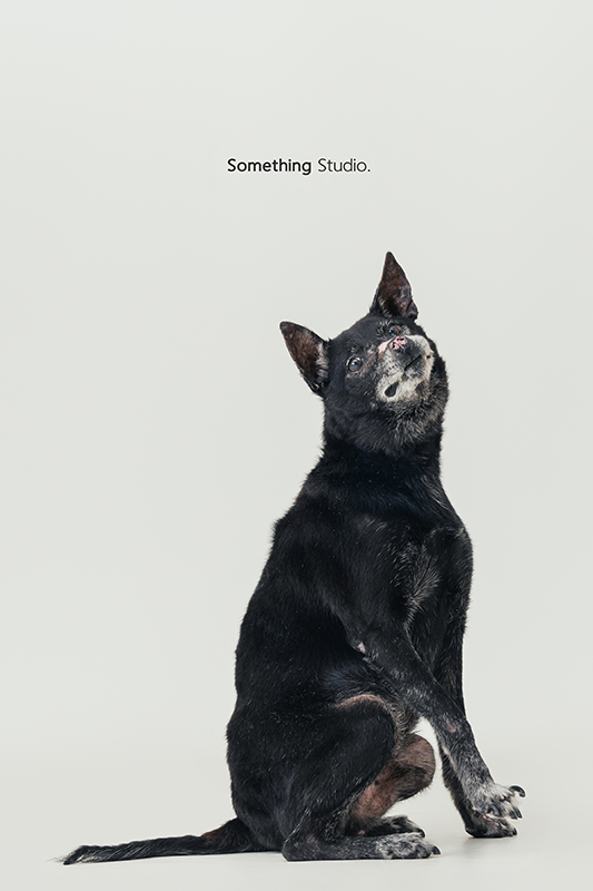 寵物攝影,米克斯,三牲,三牲工作室,somethingstudio,something,待領養,送養,中途攝影,黑狗