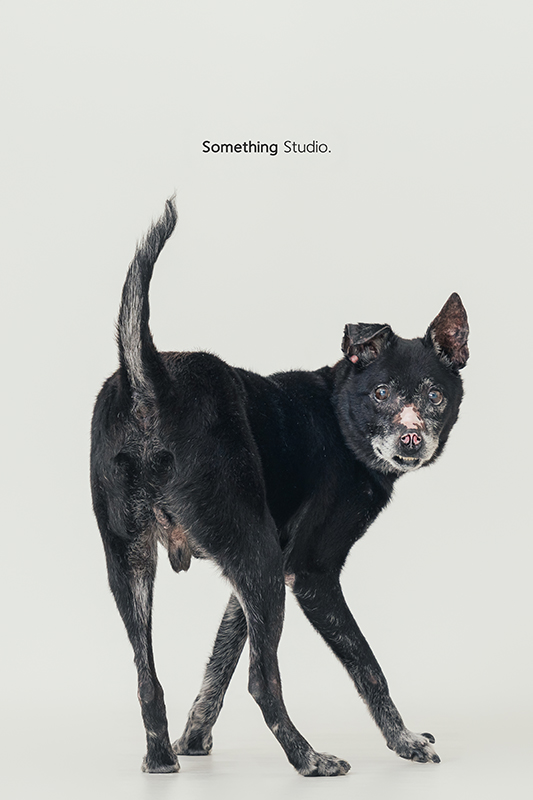 寵物攝影,米克斯,三牲,三牲工作室,somethingstudio,something,待領養,送養,中途攝影,黑狗