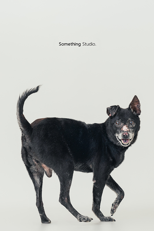 寵物攝影,米克斯,三牲,三牲工作室,somethingstudio,something,待領養,送養,中途攝影,黑狗