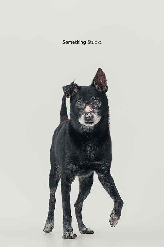 寵物攝影,米克斯,三牲,三牲工作室,somethingstudio,something,待領養,送養,中途攝影,黑狗