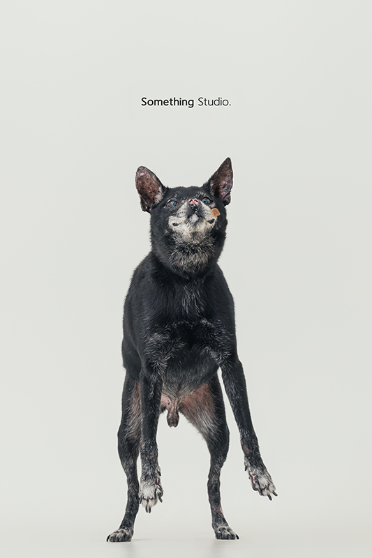 寵物攝影,米克斯,三牲,三牲工作室,somethingstudio,something,待領養,送養,中途攝影,黑狗