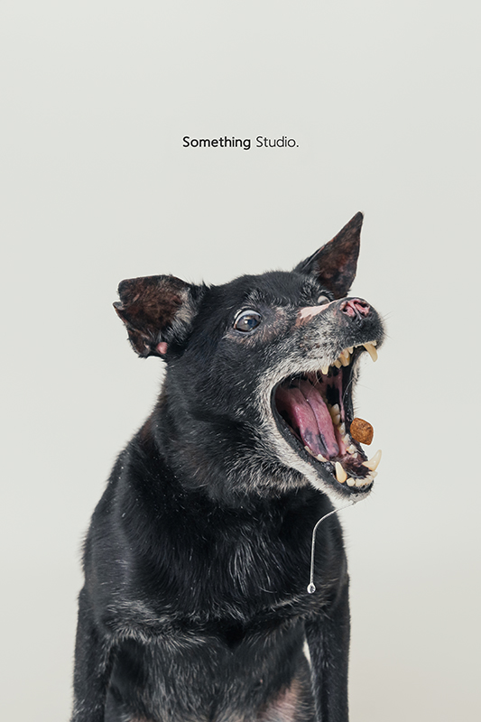寵物攝影,米克斯,三牲,三牲工作室,somethingstudio,something,待領養,送養,中途攝影,黑狗