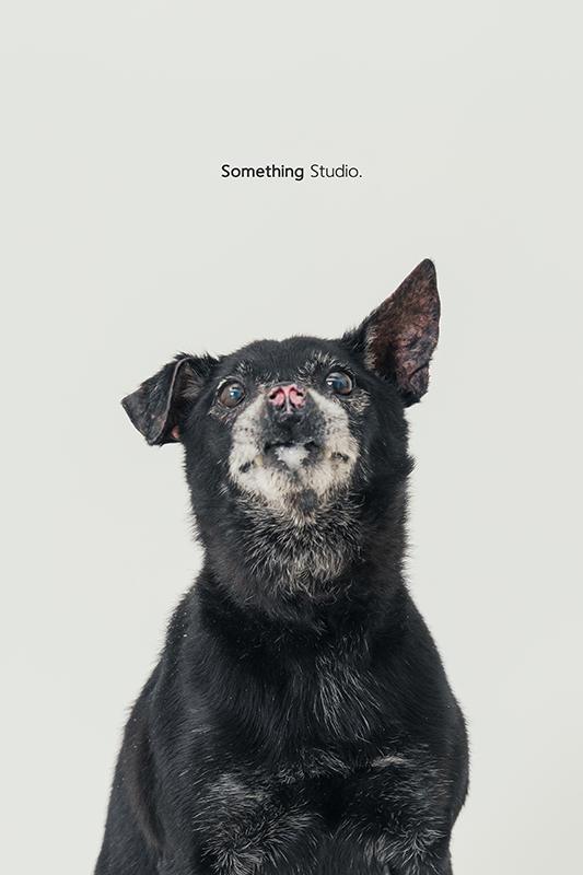 寵物攝影,米克斯,三牲,三牲工作室,somethingstudio,something,待領養,送養,中途攝影,黑狗