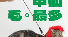 貓鮮食,貓零食,寵物鮮食,甲仙料理,商業攝影,形象照,三牲工作室,三牲商業攝影,somethimgstudio