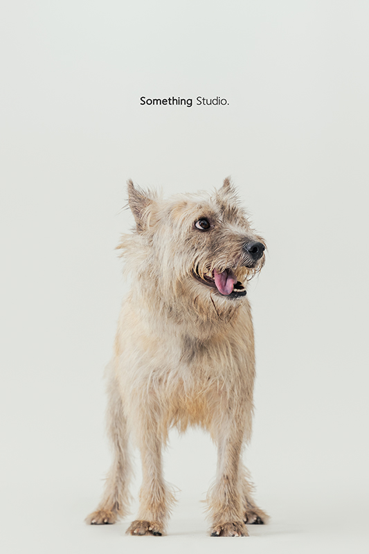 寵物攝影,米克斯,三牲,三牲工作室,somethingstudio,something,待領養,送養,中途攝影,梗犬