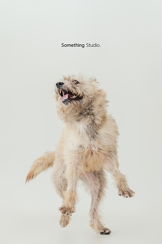 寵物攝影,米克斯,三牲,三牲工作室,somethingstudio,something,待領養,送養,中途攝影,梗犬