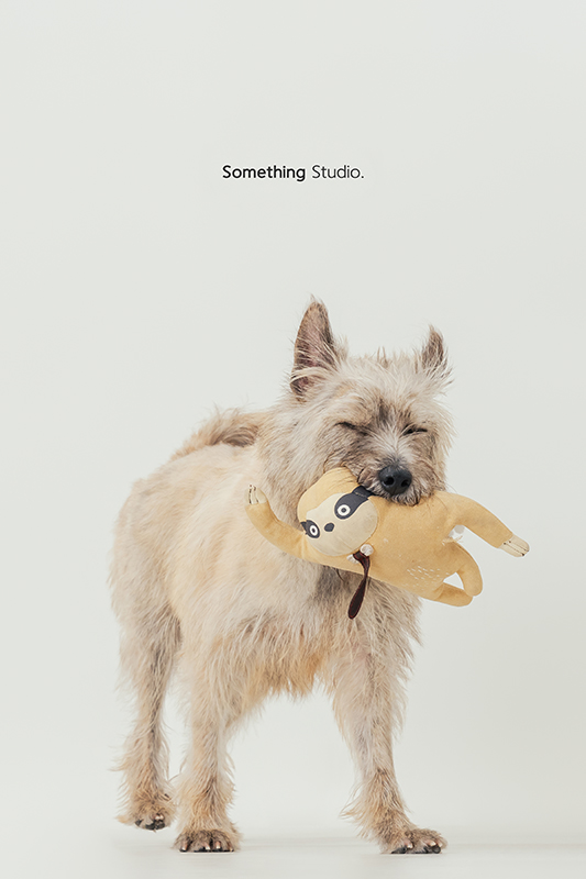 寵物攝影,米克斯,三牲,三牲工作室,somethingstudio,something,待領養,送養,中途攝影,梗犬
