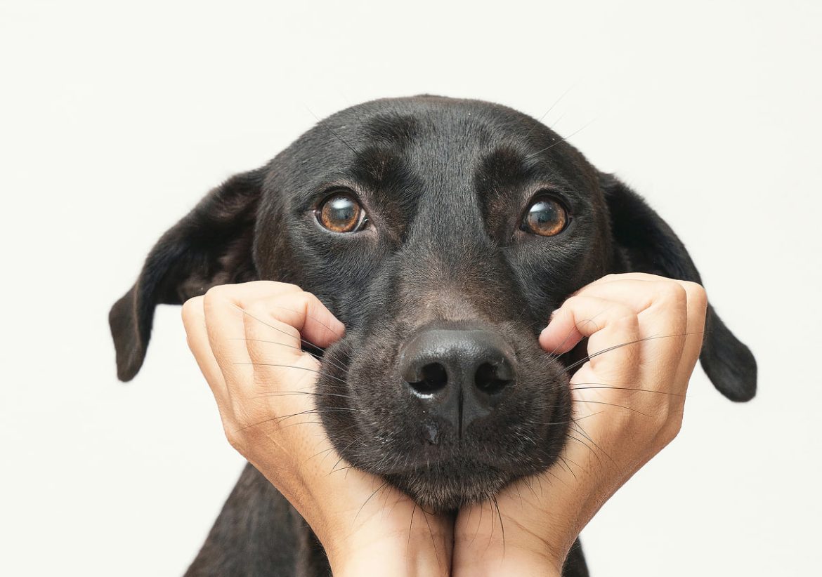 寵物攝影,米克斯攝影,米克斯,黑狗,狗狗,dog,dog photo shoot,something studio,三牲工作室