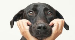 寵物攝影,米克斯攝影,米克斯,黑狗,狗狗,dog,dog photo shoot,something studio,三牲工作室
