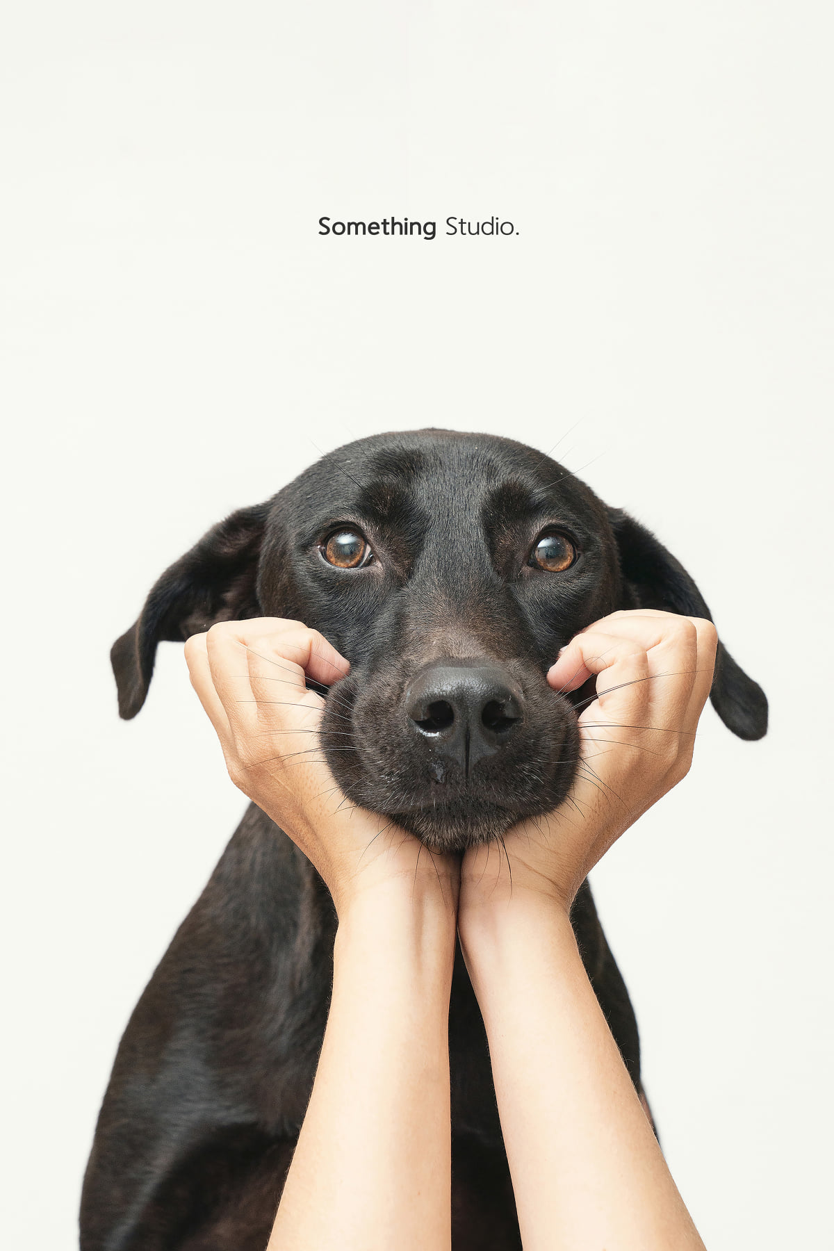 寵物攝影,米克斯攝影,米克斯,黑狗,狗狗,dog,dog photo shoot,something studio,三牲工作室