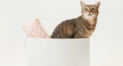 CHARLES&KEITH,小CK,三牲工作室,寵物商業攝影,形象照,somthingstudio,商品照,女用包