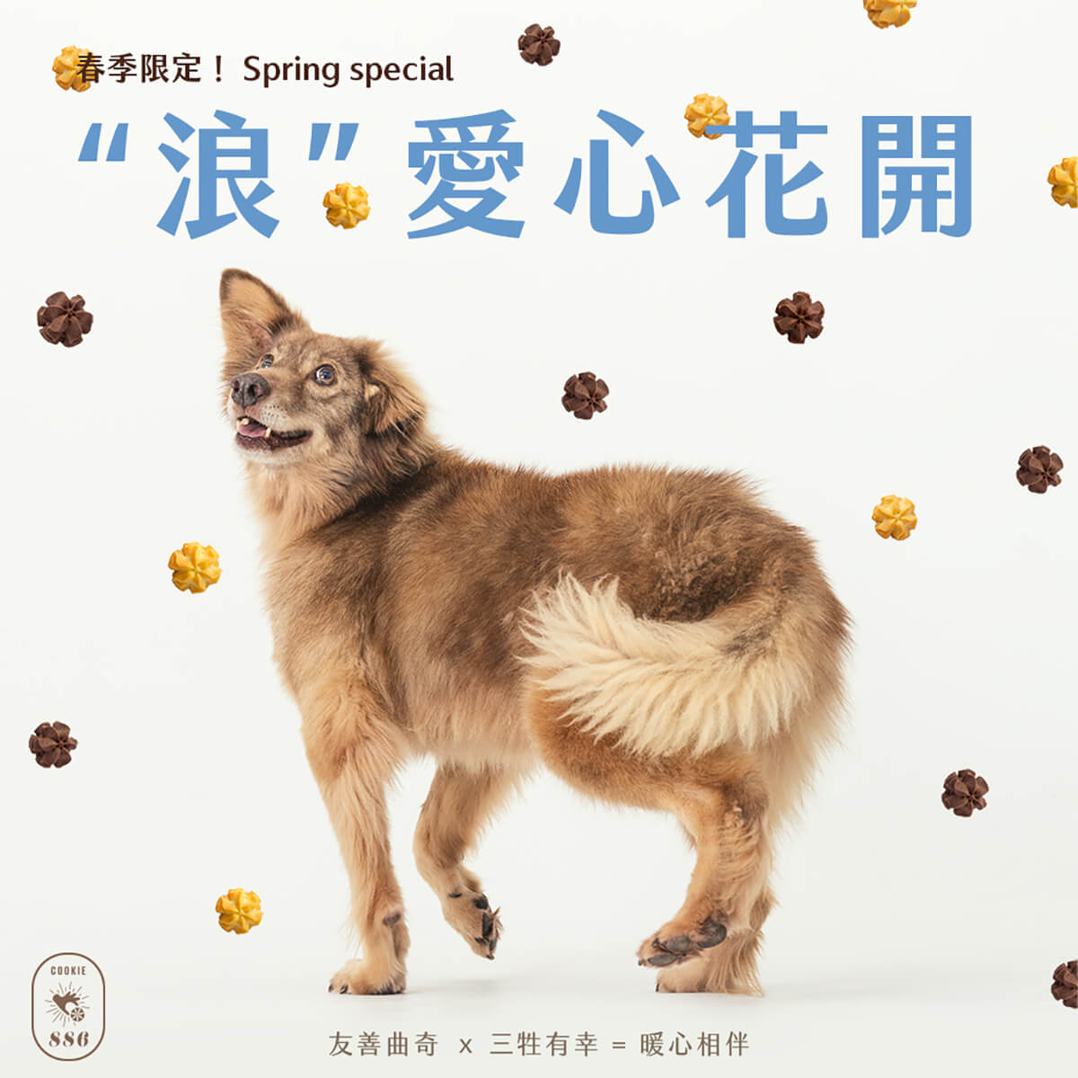 COOKIE886の商業撮影作品