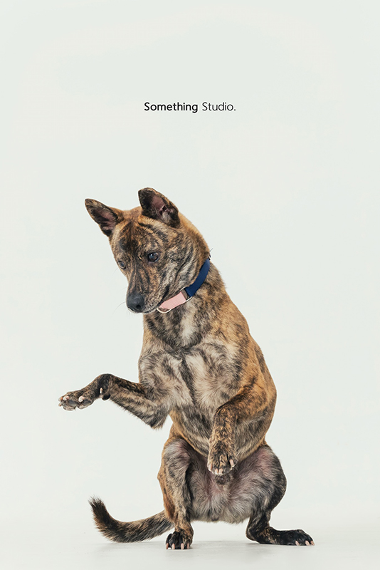 寵物攝影,米克斯,三牲,三牲工作室,somethingstudio,something,待領養,送養,中途攝影,狗,黑狗,黃狗,虎斑