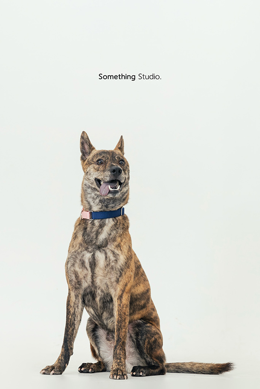 寵物攝影,米克斯,三牲,三牲工作室,somethingstudio,something,待領養,送養,中途攝影,狗,黑狗,黃狗,虎斑