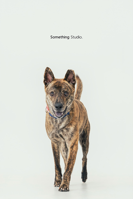 寵物攝影,米克斯,三牲,三牲工作室,somethingstudio,something,待領養,送養,中途攝影,狗,黑狗,黃狗,虎斑