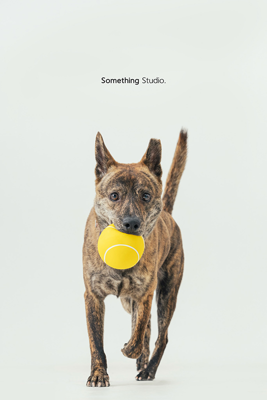 寵物攝影,米克斯,三牲,三牲工作室,somethingstudio,something,待領養,送養,中途攝影,狗,黑狗,黃狗,虎斑